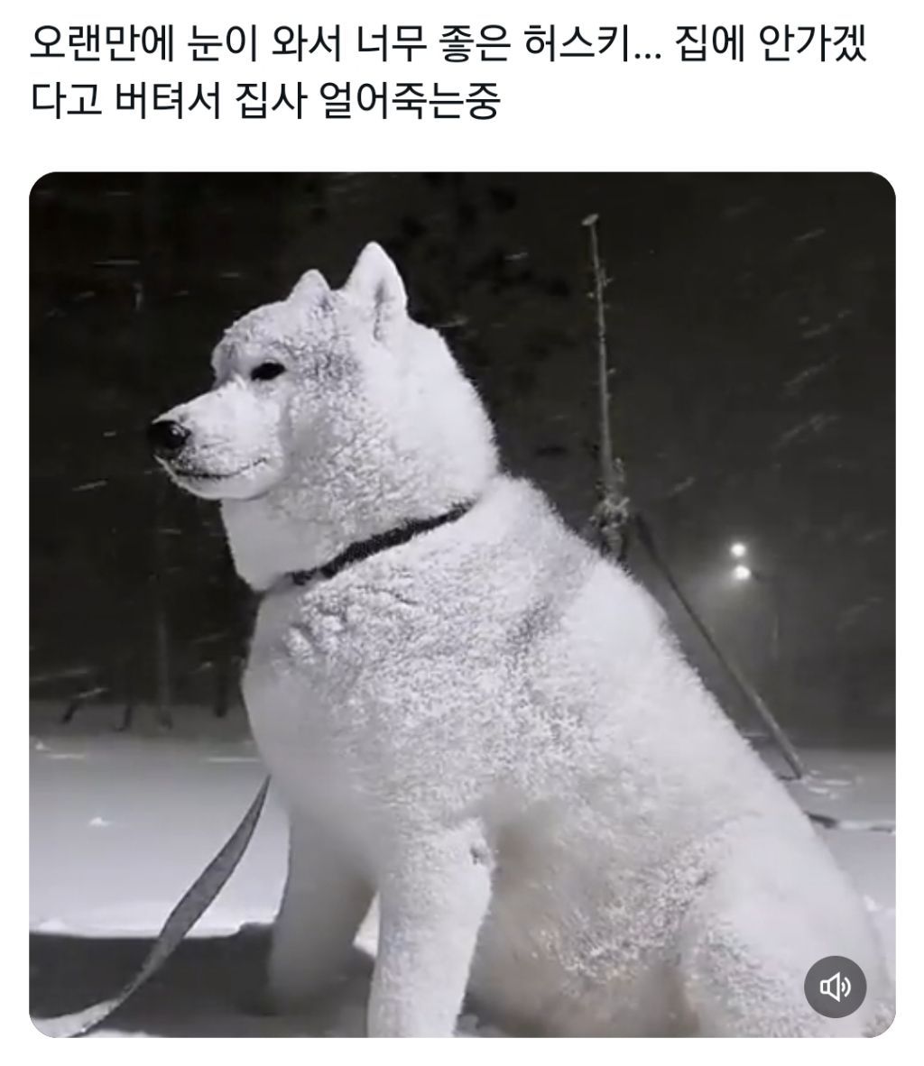 오랜만에 눈이 와서 너무 좋은 허스키