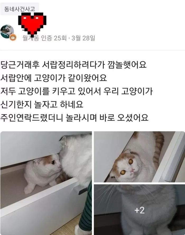 고양이가 자연스럽게 없어지는 과정