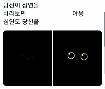 애니 캐릭터 같은 고양이