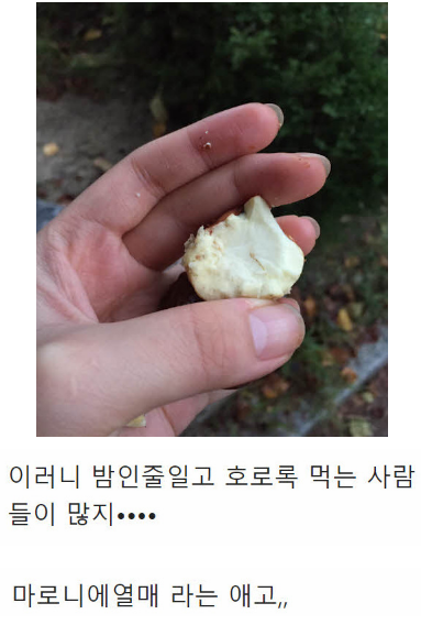 밤 주워먹으면 안 되는 이유