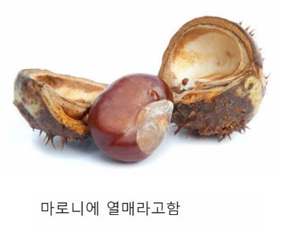 밤 주워먹으면 안 되는 이유