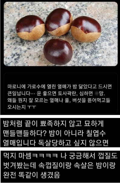 밤 주워먹으면 안 되는 이유