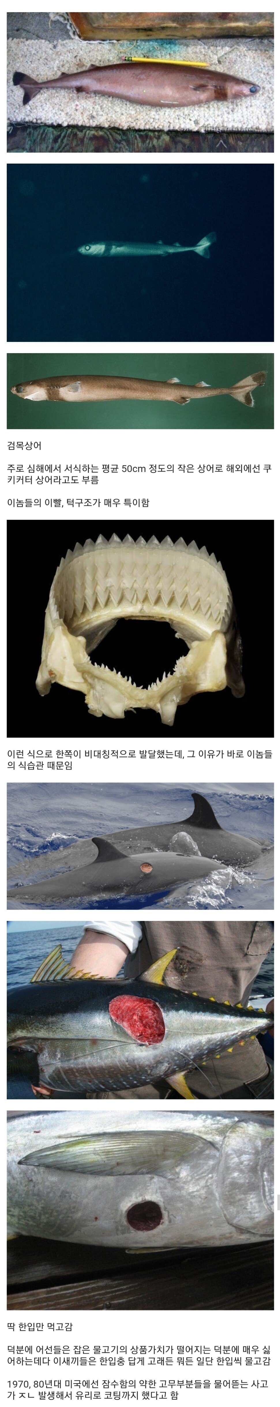 한입만 먹는 녀석 (허걱!)