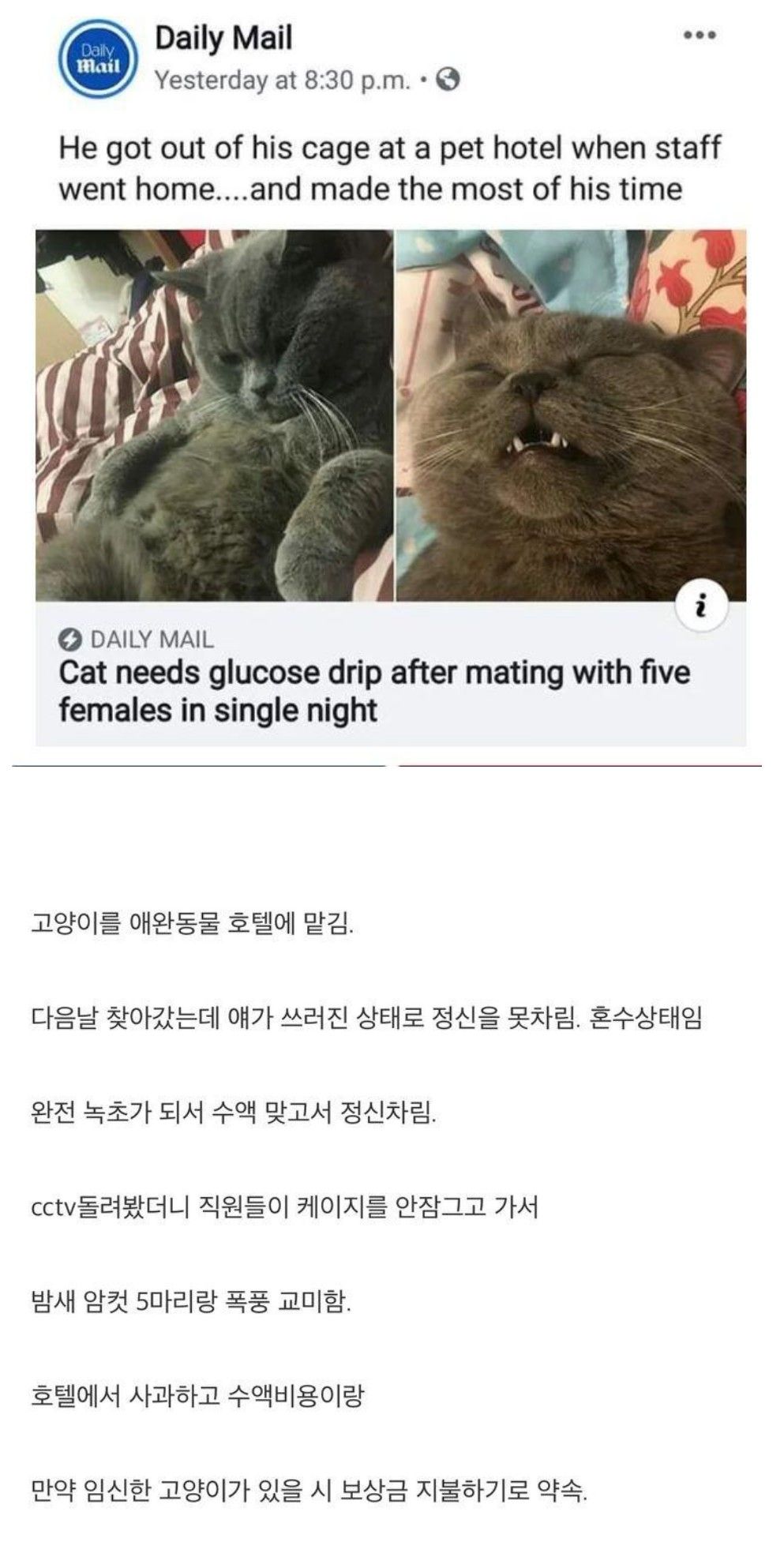 애완동물호텔 대참사