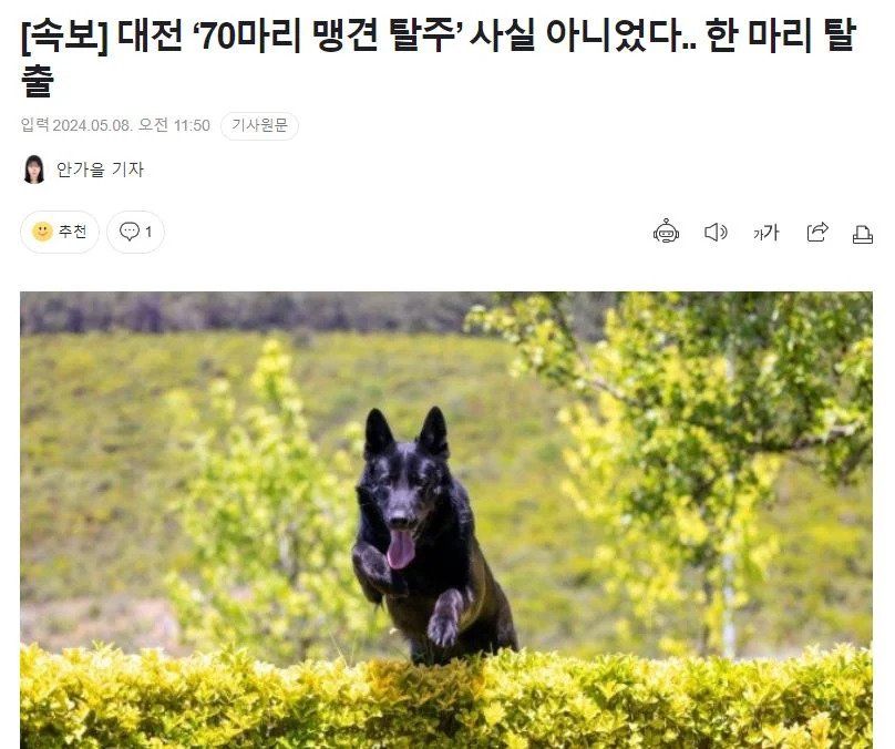 대전 70마리 맹견 탈출 사건