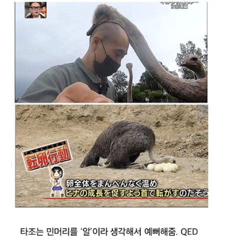 타조에게 이쁨 받는법