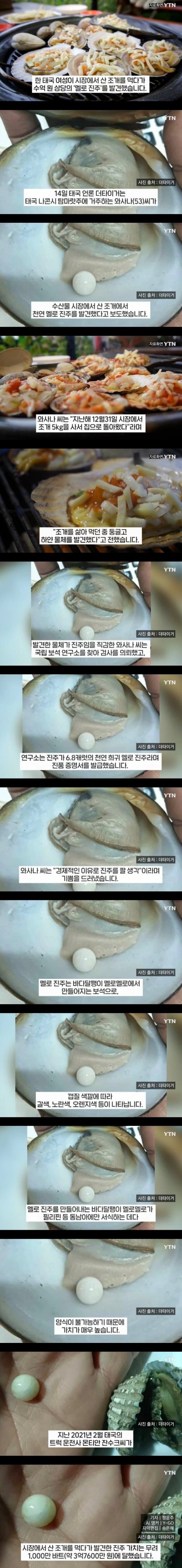 동남아 조개에서만 나온다는 천연 로또