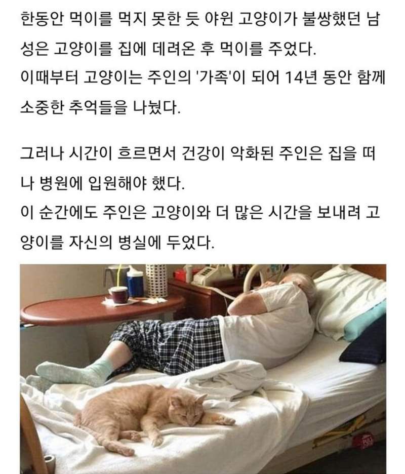 주인의 임종을 지킨 고양이