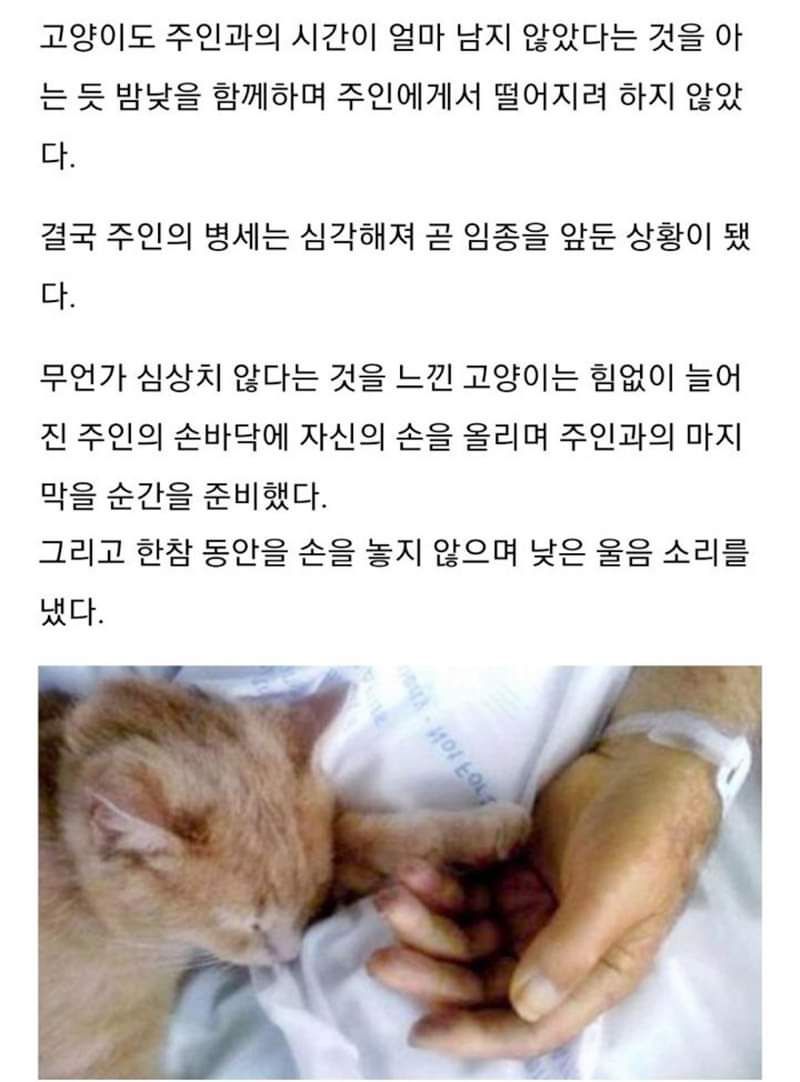 주인의 임종을 지킨 고양이