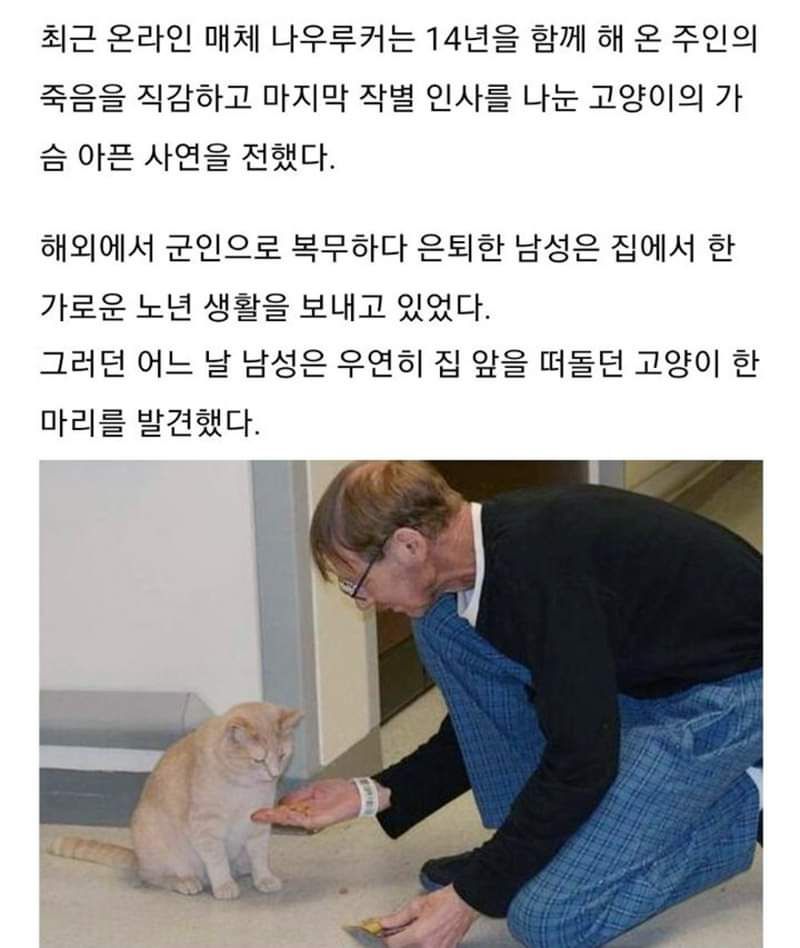 주인의 임종을 지킨 고양이