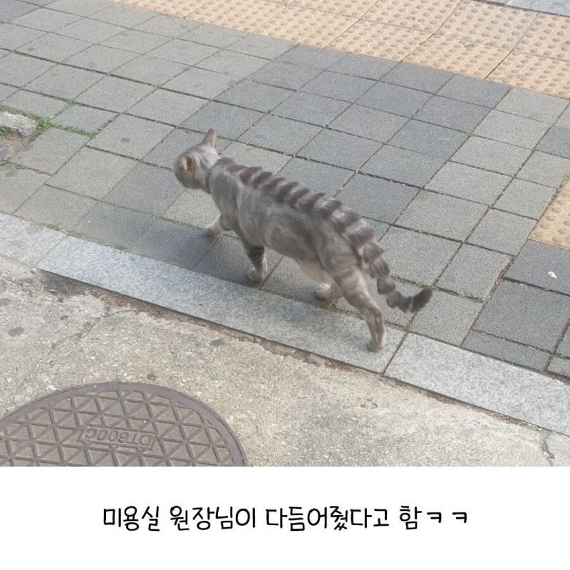 힙냥이