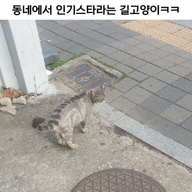 힙냥이