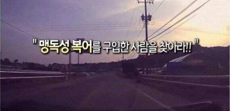 실수로 맹독성 복어를 팔아버린 어부