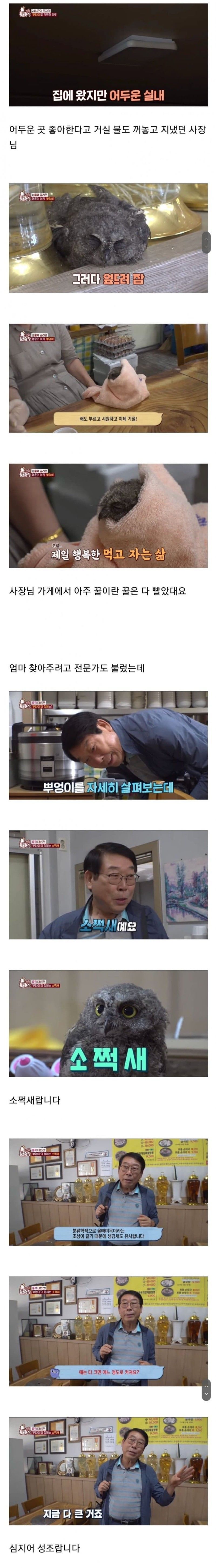 아기 부엉이 키우는 사장님