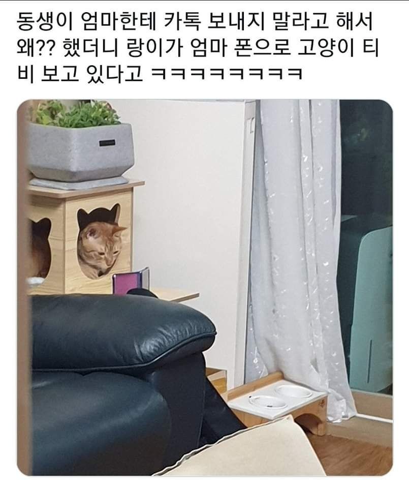 동생이 엄마한테 카톡보내지 말라해서 왜?? 했더니