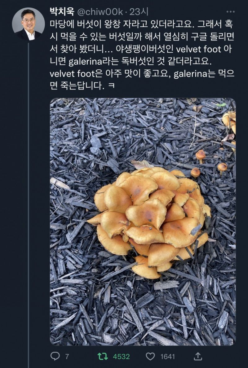 야생버섯을 함부로 먹으면 안되는 이유