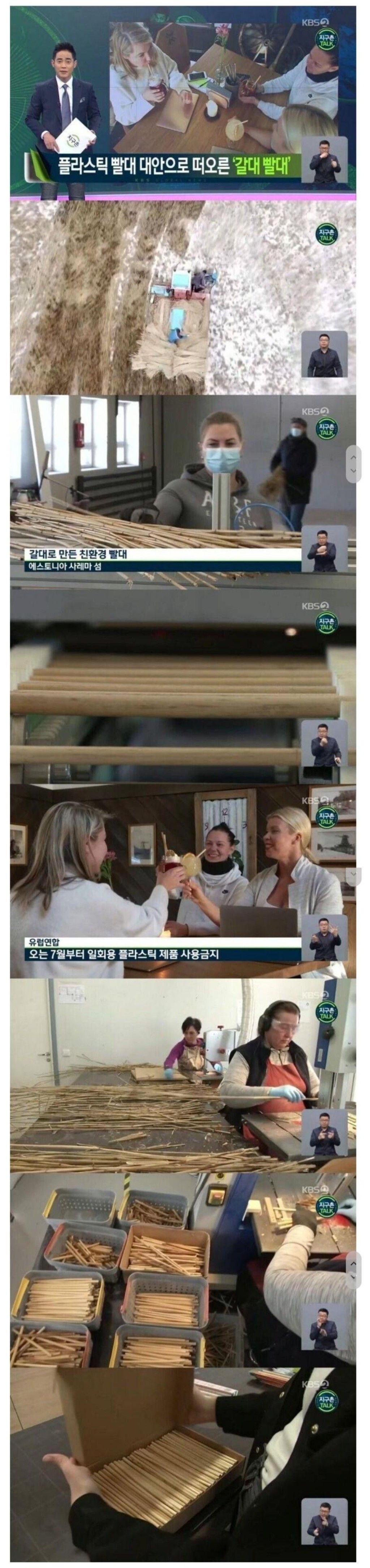 결국 갈대까지 간 빨대 근황