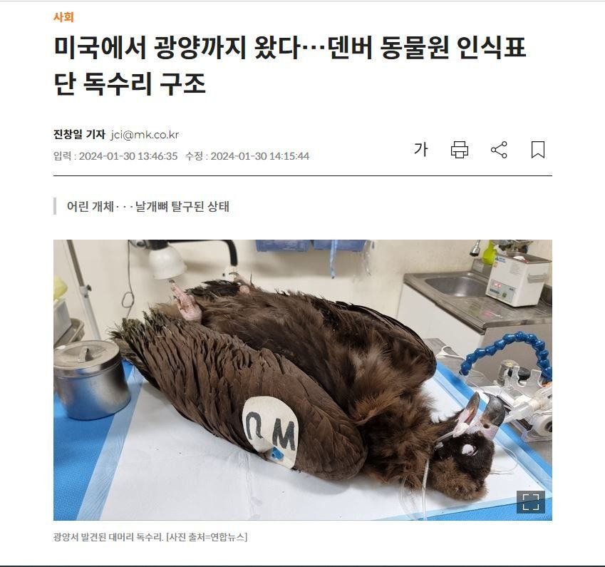 미국에서 전남 광양까지 날아온 독수리