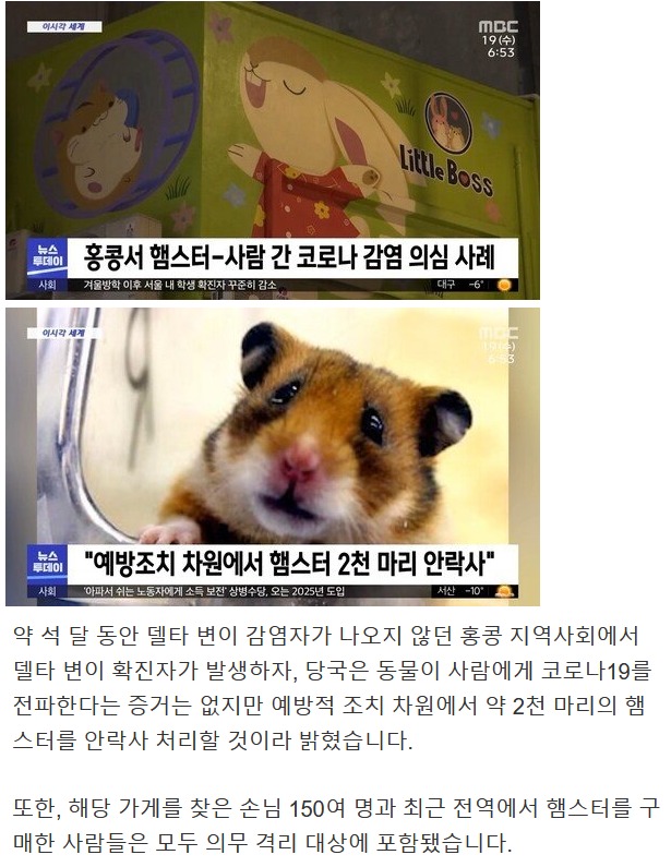 햄스터 2천마리 안락사