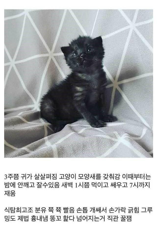 개붕이가 쓴 아깽이 성장기