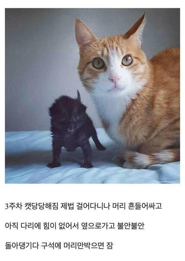 개붕이가 쓴 아깽이 성장기