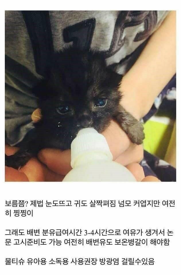 개붕이가 쓴 아깽이 성장기