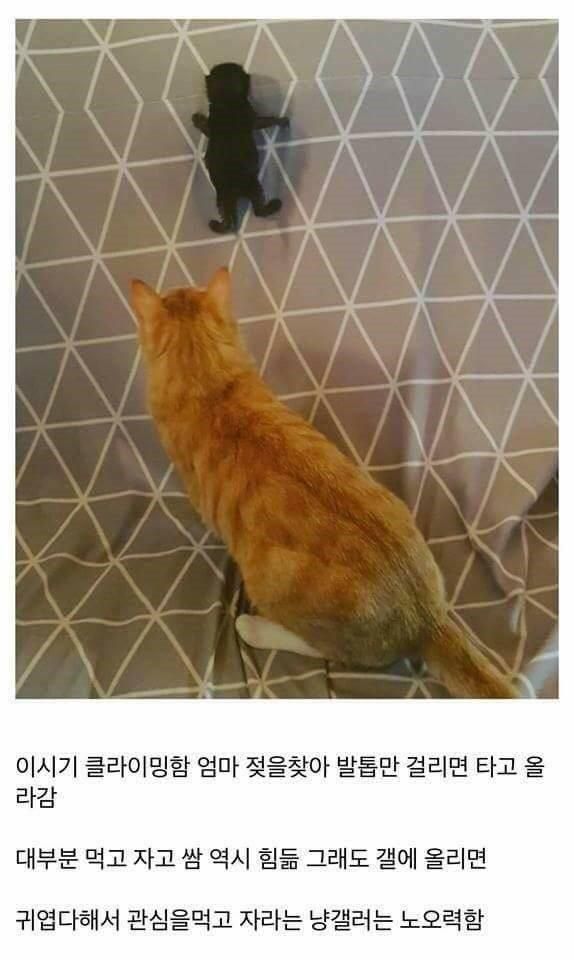 개붕이가 쓴 아깽이 성장기