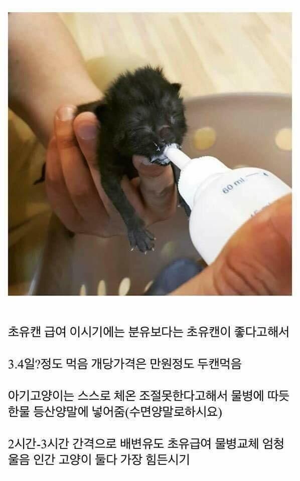 개붕이가 쓴 아깽이 성장기