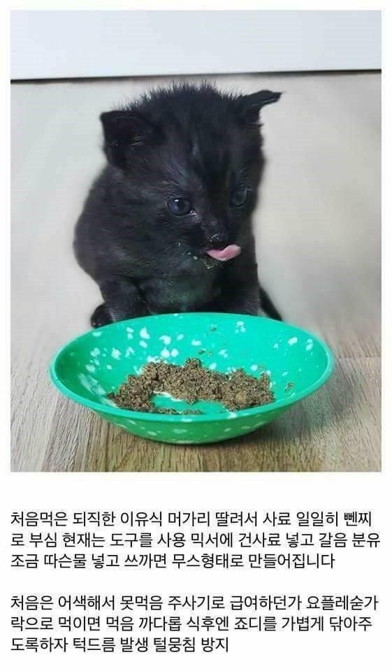 개붕이가 쓴 아깽이 성장기