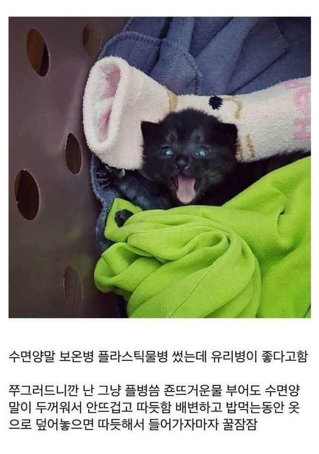 개붕이가 쓴 아깽이 성장기