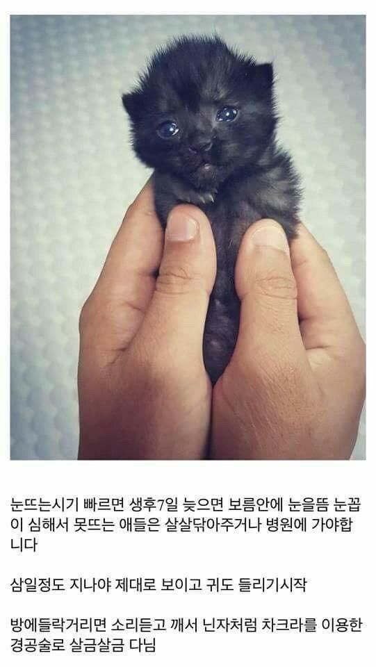 개붕이가 쓴 아깽이 성장기