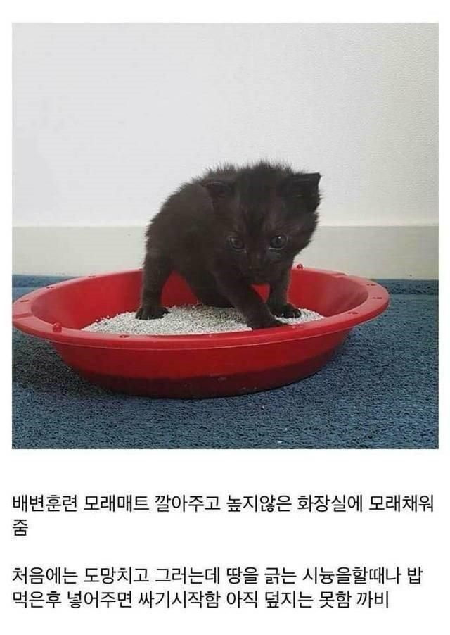 개붕이가 쓴 아깽이 성장기