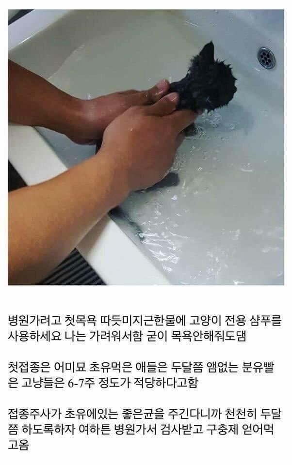 개붕이가 쓴 아깽이 성장기