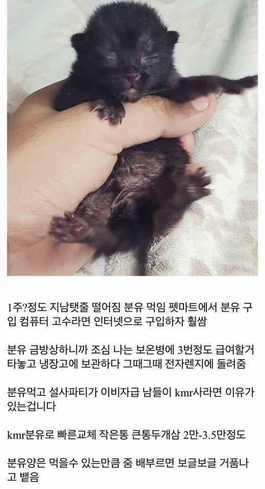 개붕이가 쓴 아깽이 성장기