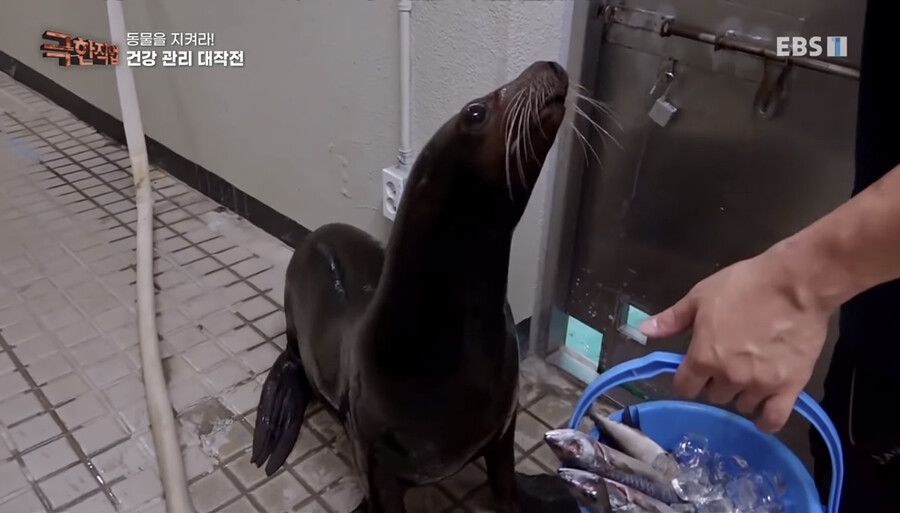 말 잘듣는 물댕이