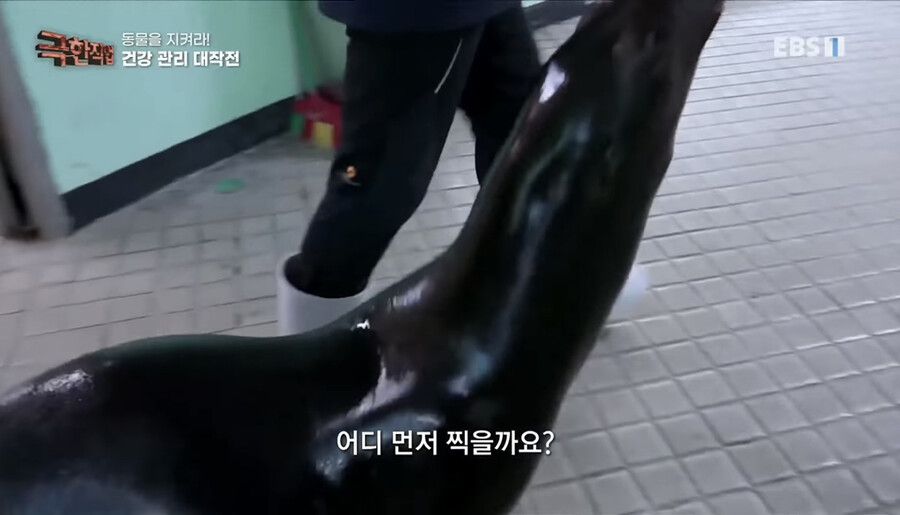 말 잘듣는 물댕이