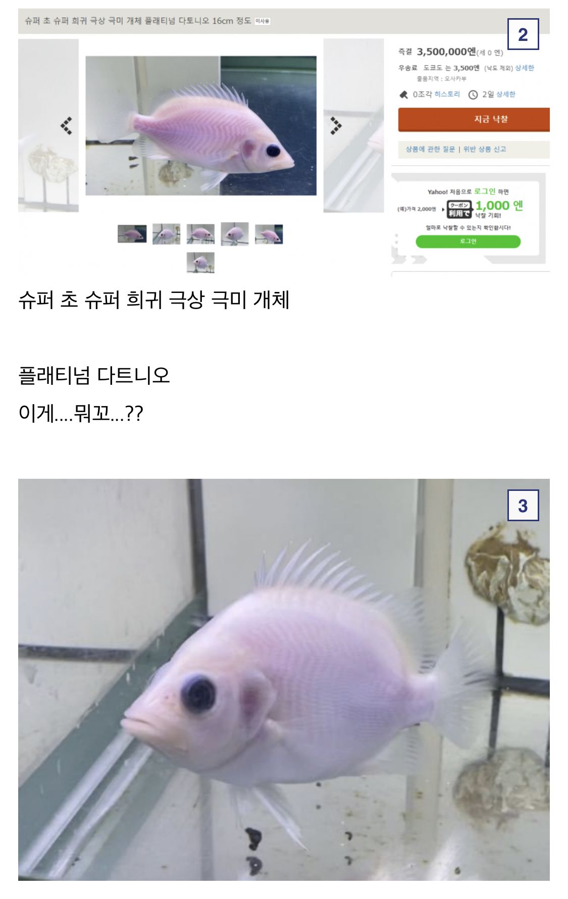 물고기가 3500만원