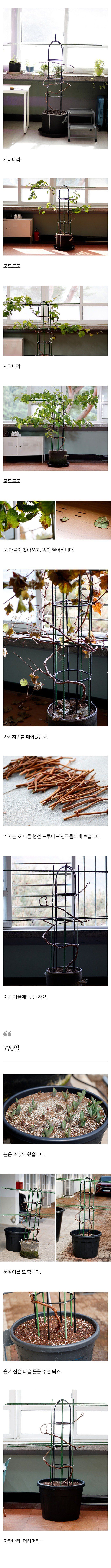 스압) 샤인머스캣을 키운 드루이드