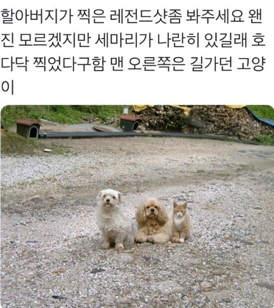 할아버지가 찍은 시골 친구들