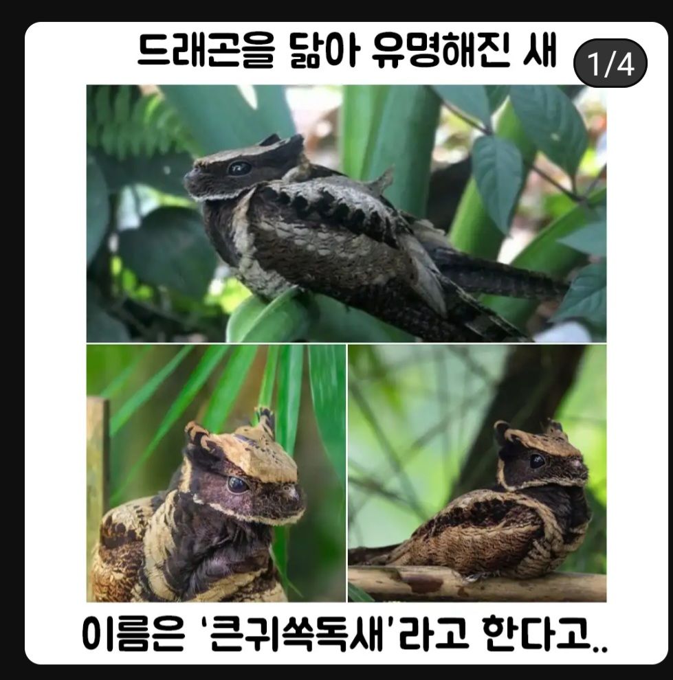 드래곤 닮아 유명해진 새