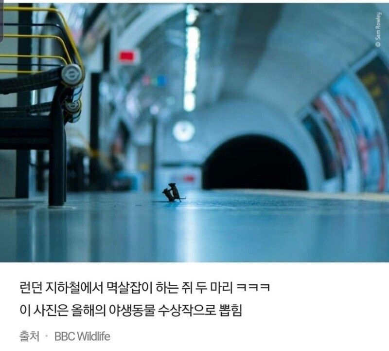 시골쥐와 서울쥐 댓글 문학 걸작선