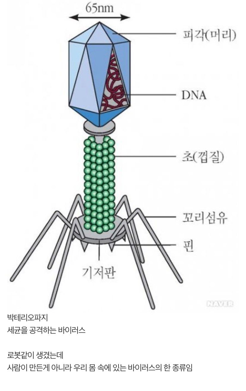 로봇 같은 실제 바이러스