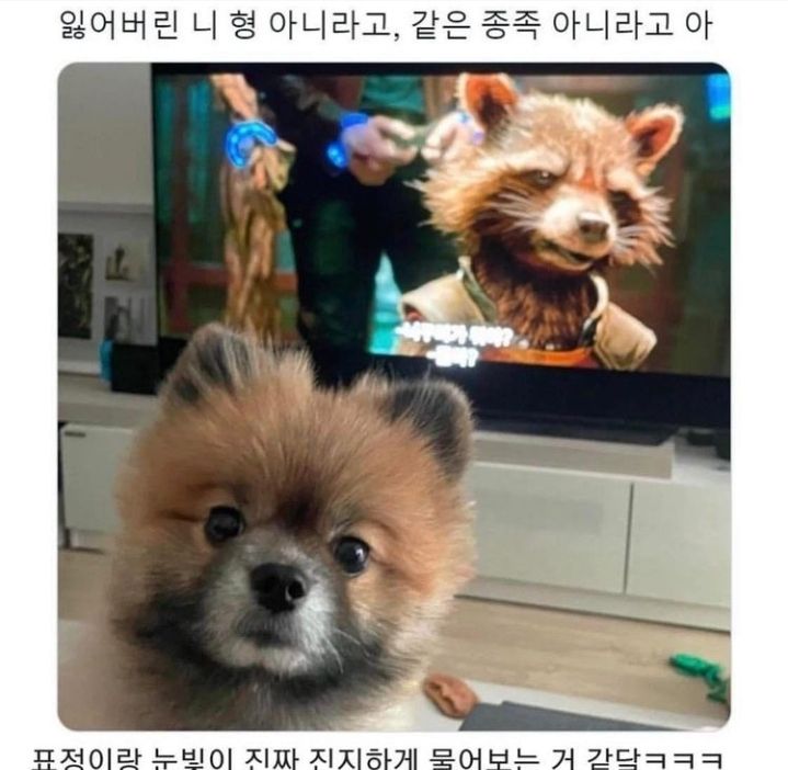 누구 닮은 강아지