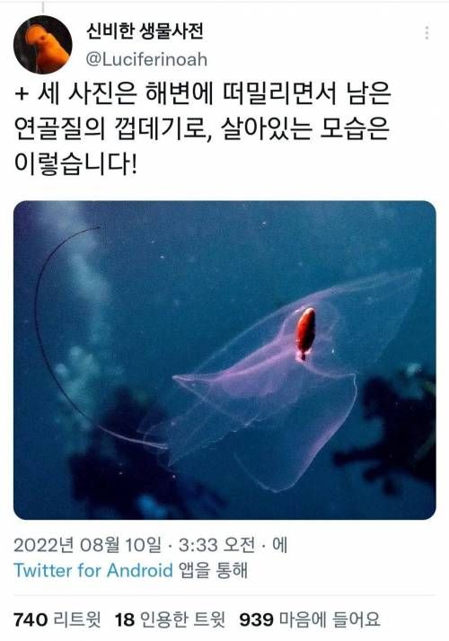 얼음같지만 실제론 고동