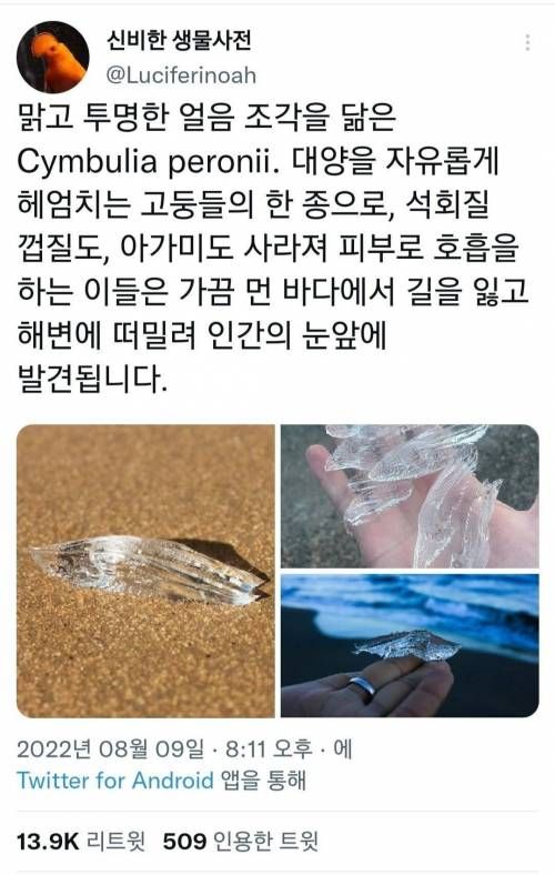 얼음같지만 실제론 고동