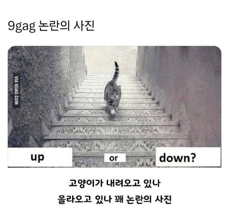 이 고양이는 과연..