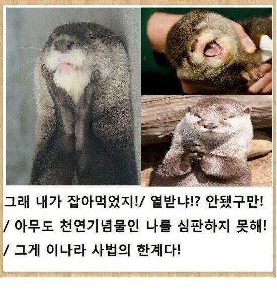 대전에서 5천만 원어치 잉어 수백 마리 훔쳐 간 범인