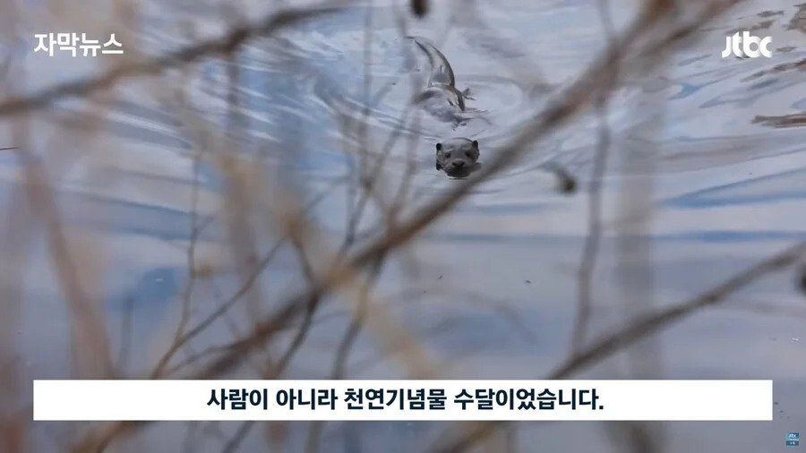 대전에서 5천만 원어치 잉어 수백 마리 훔쳐 간 범인