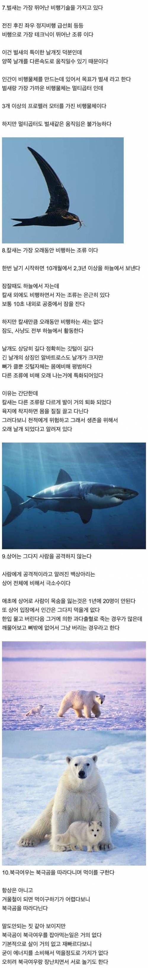 상어 만나면 코 때릴 필요가 없는 이유