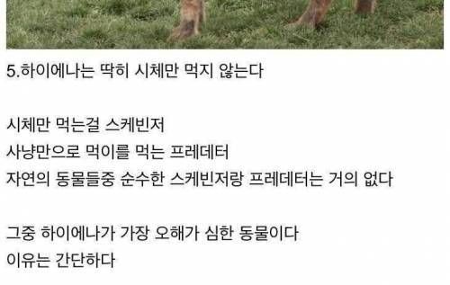 상어 만나면 코 때릴 필요가 없는 이유